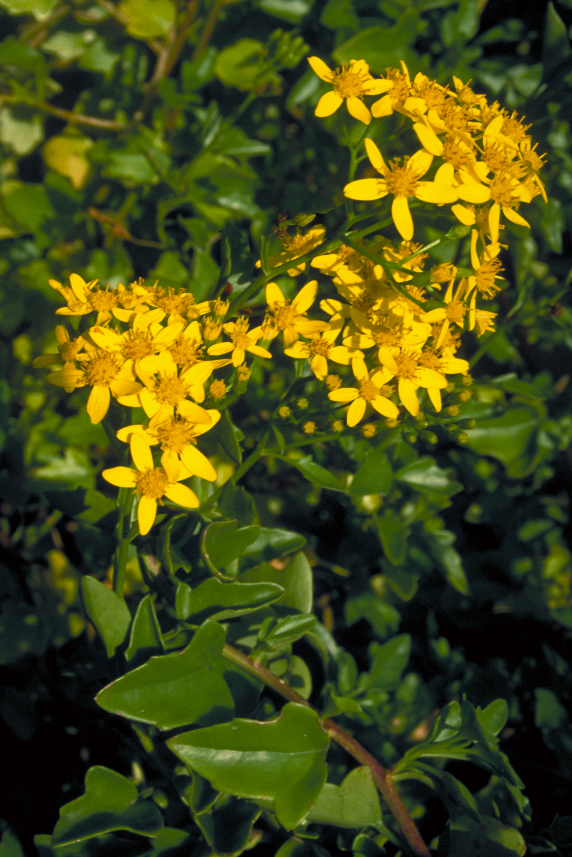 Cap Ivy Weed